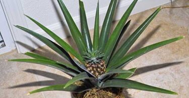 ананас в домашних условиях