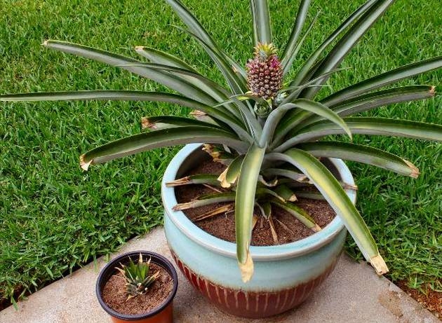 как вырастить ананас дома из верхушки