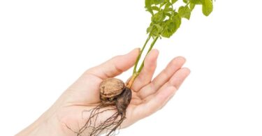 прорастить грецкий орех в домашних условиях