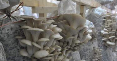 Разведение грибов на дачном участке