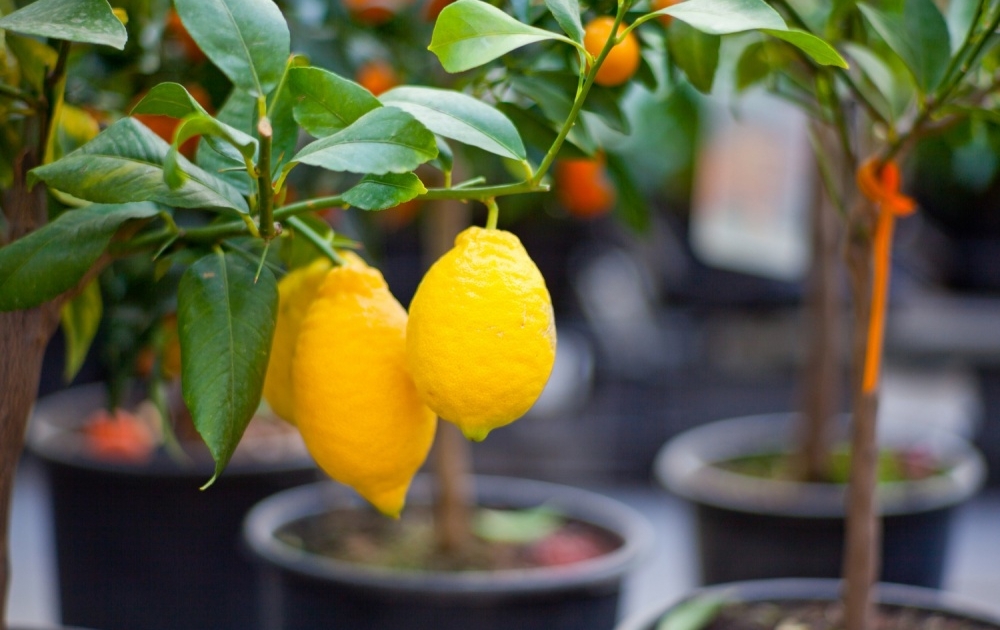 лимонное дерево из косточки в домашних условиях