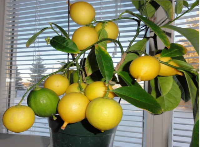 почва для лимона