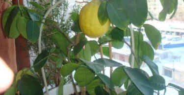 Лимонное дерево из косточки