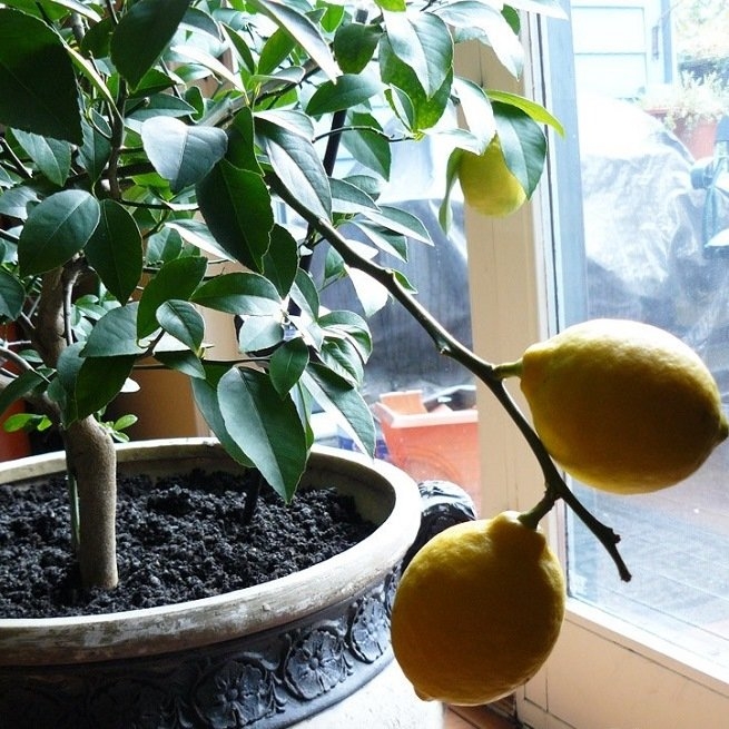 как вырастить лимон в домашних условиях