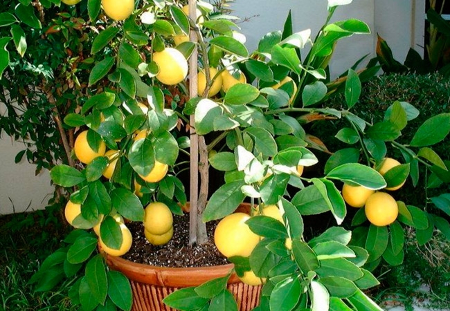 почва для лимона