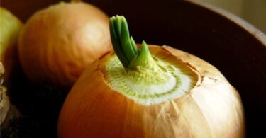 Выращивание лука на перо в домашних условиях