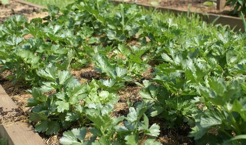 сельдерей выращивание и уход в открытом грунте