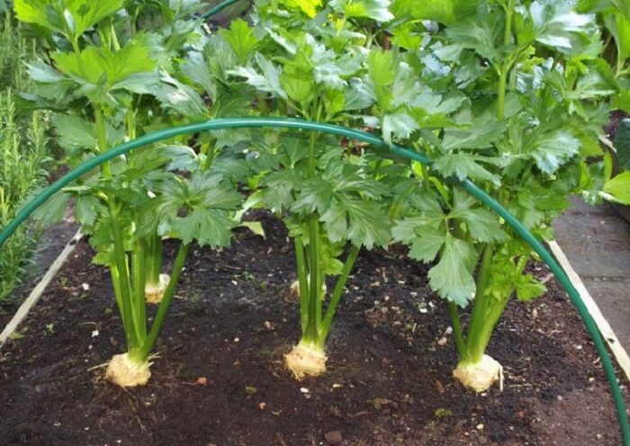 сельдерей выращивание и уход в открытом грунте