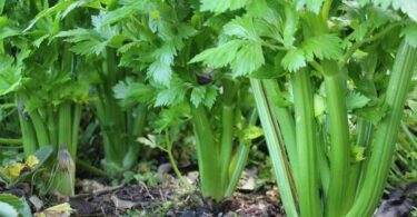 сельдерей вырастить