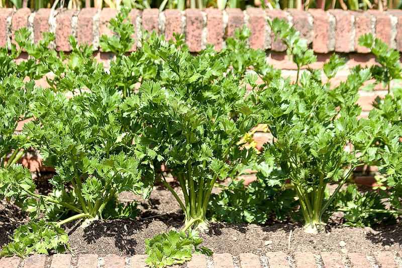 сельдерей полезные свойства и противопоказания