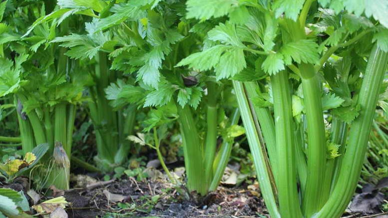 сельдерей полезные свойства и противопоказания