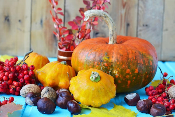 высушить тыкву для хэллоуина