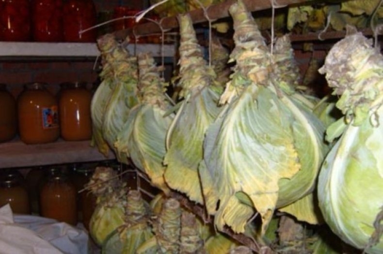 сохранить свежую капусту на зиму