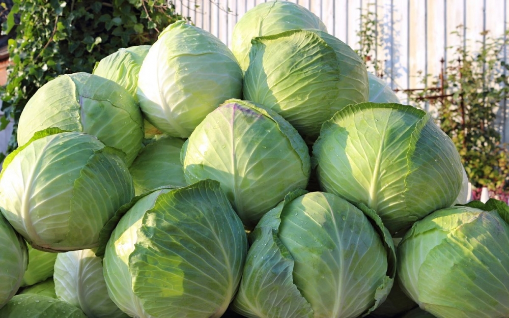 можно ли морозить капусту