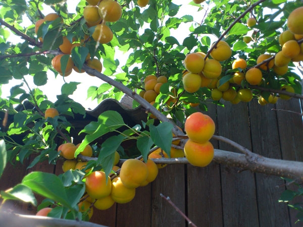 калийные удобрения их значение и применение