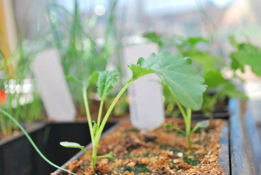 листовая капуста кейл выращивание