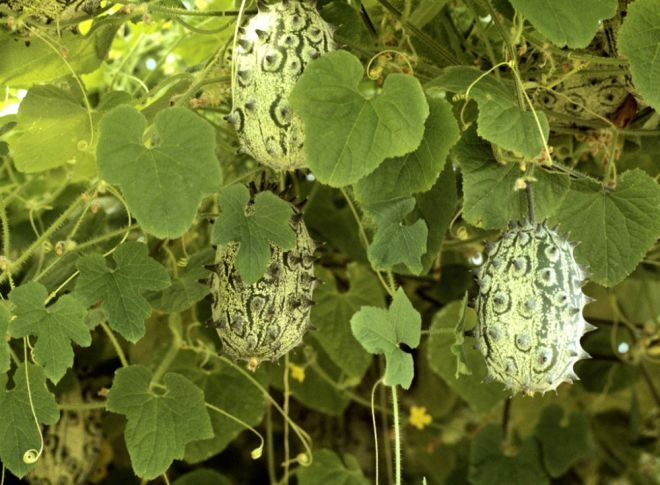 как есть кивано