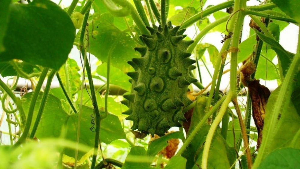 кивано что это такое