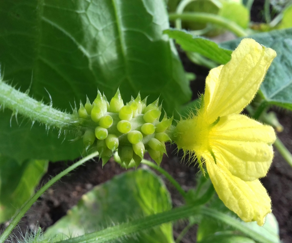 дыня кивано