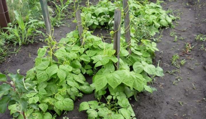 кивано выращивание в домашних условиях