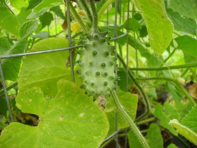 кивано выращивание в домашних условиях