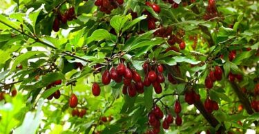 Выращивание кизила