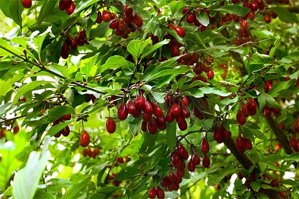 обрезка кизила