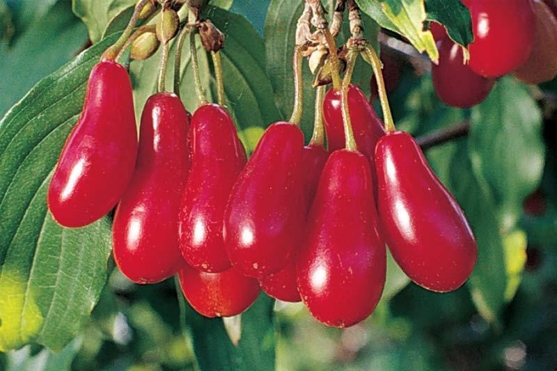 кизил сушеный полезные свойства и противопоказания