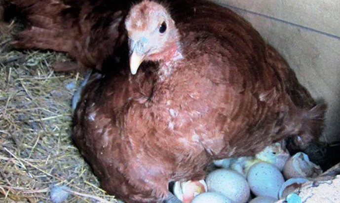 в возрасте начинают нестись индюшки