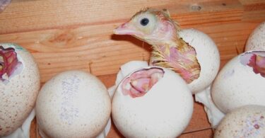 домашняя индейка