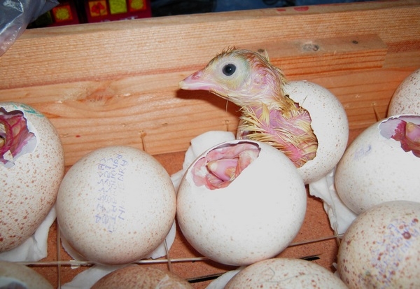 во сколько месяцев начинают нестись индюшки