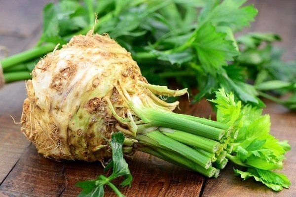 корень сельдерея применение