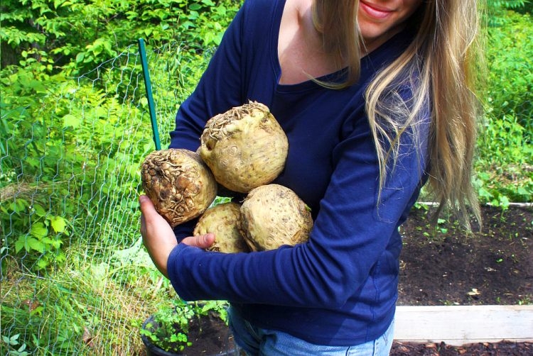 вырастить сельдерей на даче