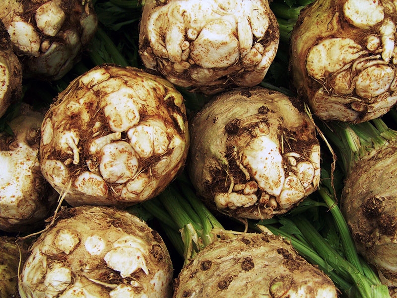 вырастить сельдерей на даче