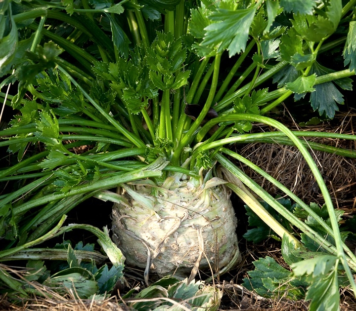 вырастить сельдерей на даче