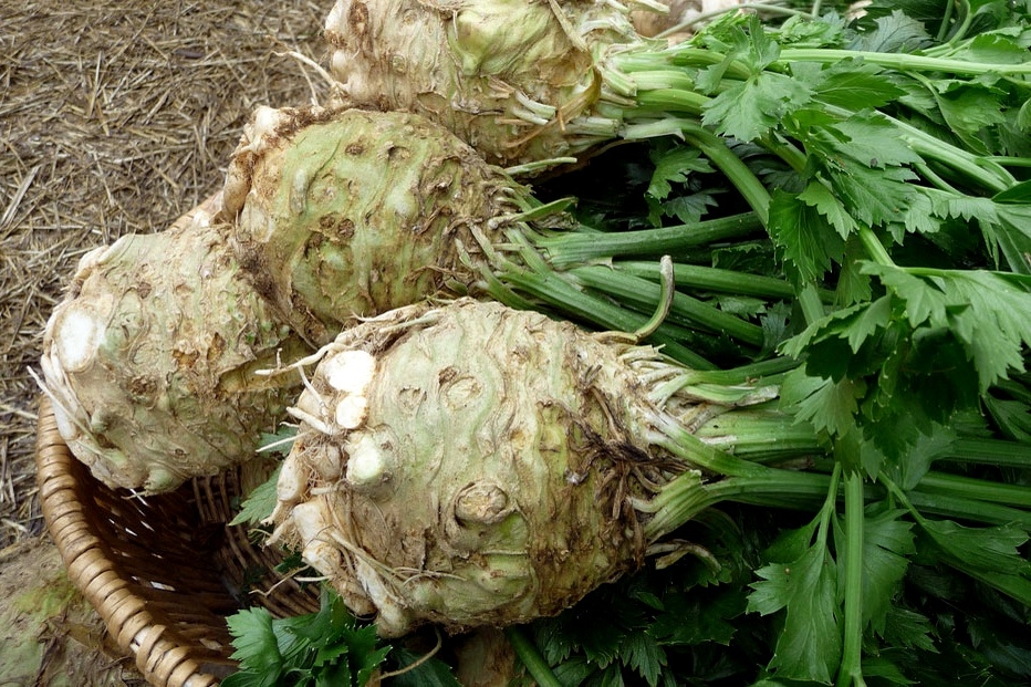 сельдерей корневой выращивание из семян