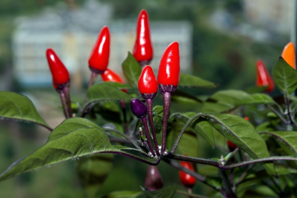 полезен ли острый перец