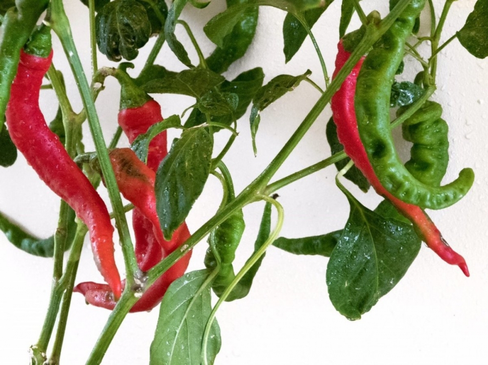 жгучий перец полезные свойства и противопоказания