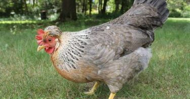 Куры легбар