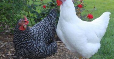 Куры плимутрок