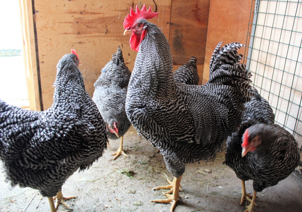 Куры плимутрок фото и описание