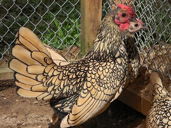 куры виандот фото и описание