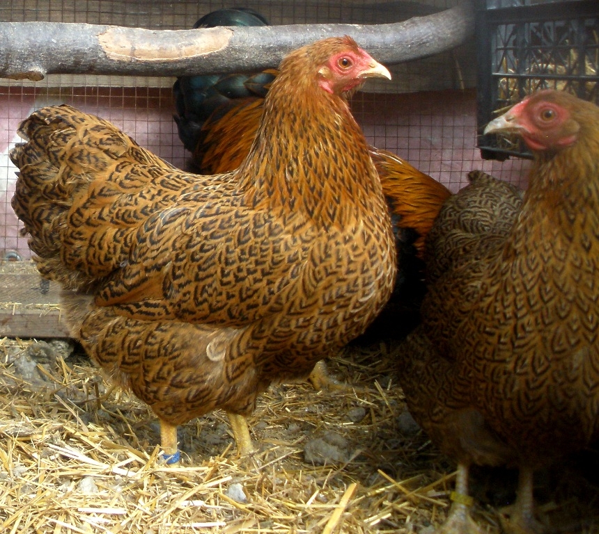 виандот порода кур описание