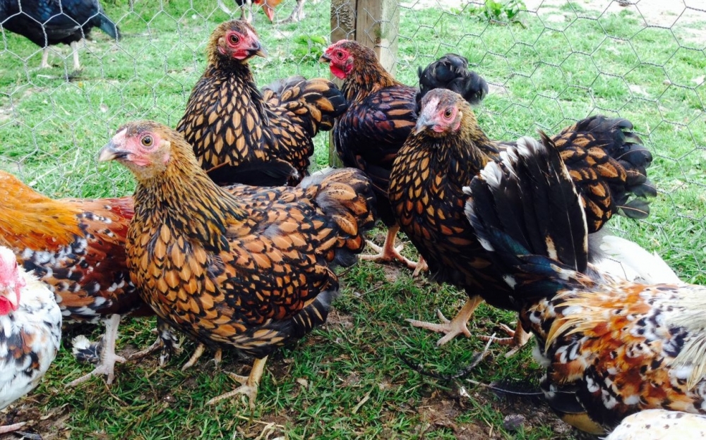 виандот порода кур описание