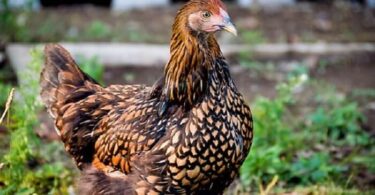 Куры виандот