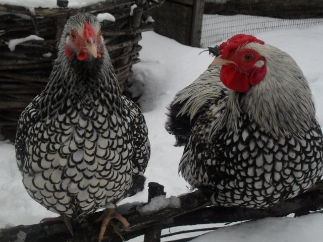 виандот серебристый черноокаймленный