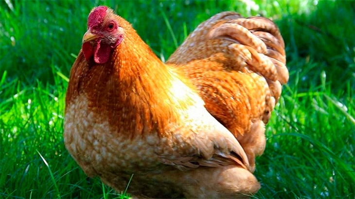 виандот серебристый черноокаймленный