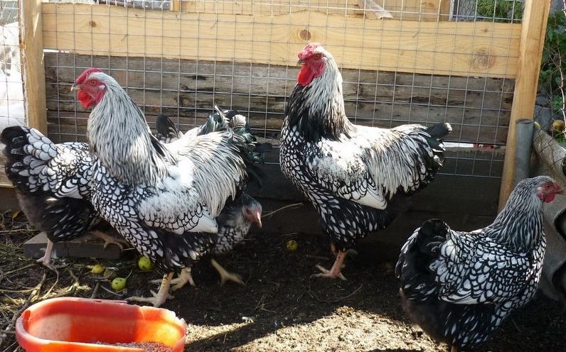 виандот порода кур описание