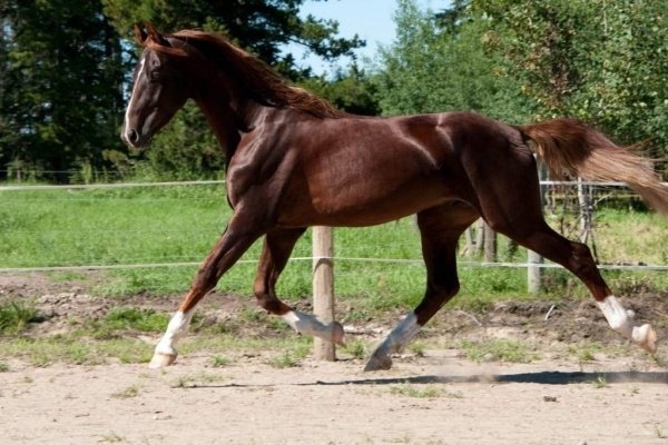 бурая лошадь