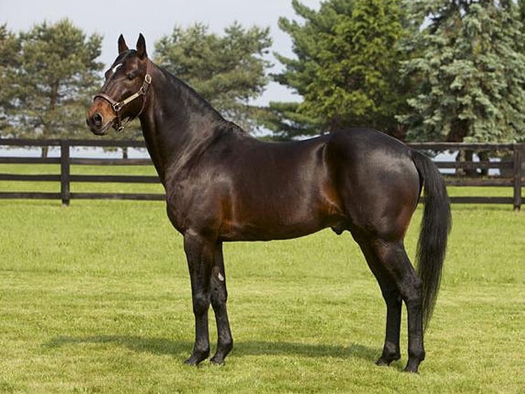 соловая масть лошади фото